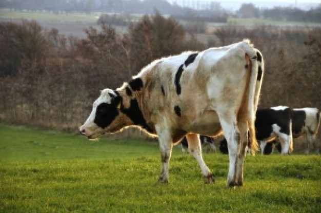 Cattle muuh Cattle feeding 2 about Beef Costa Rica